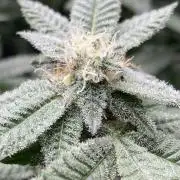 Glazed Pastries#3 (In House Genetics)