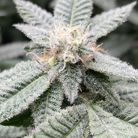 Glazed Pastries#3 (In House Genetics)