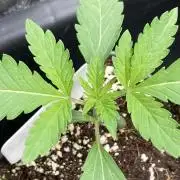 All Starz (LIT FARMS)