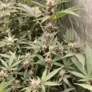 Pora’s Purple CN#6 (Relentless Genetics)