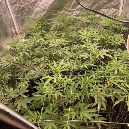 PlatinumZ (In House Genetics)