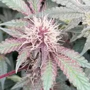 Pora’s Purple CN#6 (Relentless Genetics)