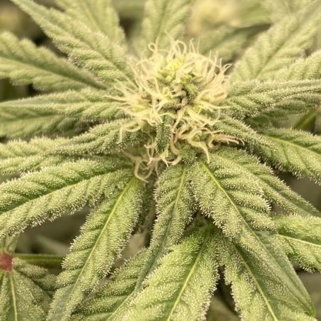 Gas Cream Runtz (LIT FARMS)