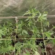 Pora’s Purple CN#6 (Relentless Genetics)