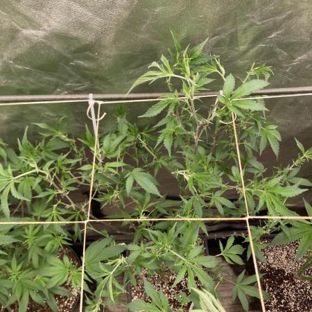 Pora’s Purple CN#6 (Relentless Genetics)