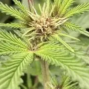 Pora’s Purple CN#6 (Relentless Genetics)