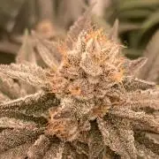 PLATINUMZ (In House Genetics)