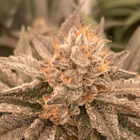 PLATINUMZ (In House Genetics)