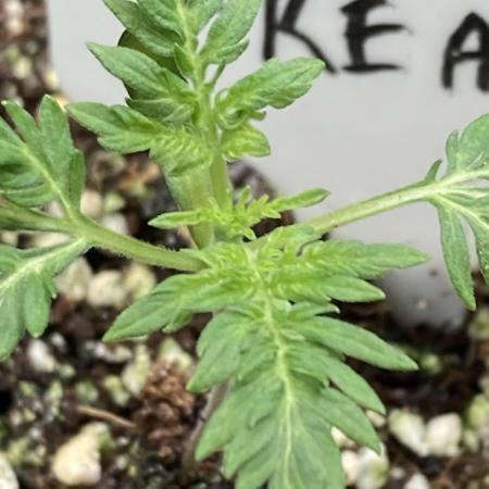 Frosty’s Purple Freak (Khalifa)
