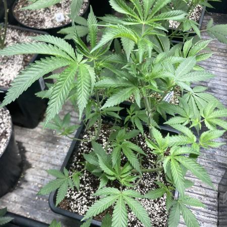 Do-lato V2 (In House Genetics)