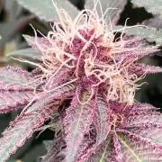 Pora’s Purple CN#6 (Relentless Genetics)