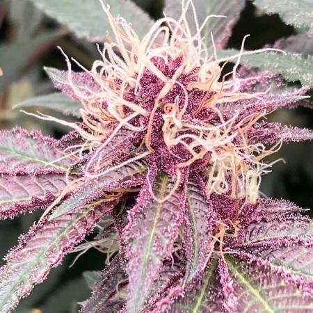 Pora’s Purple CN#6 (Relentless Genetics)