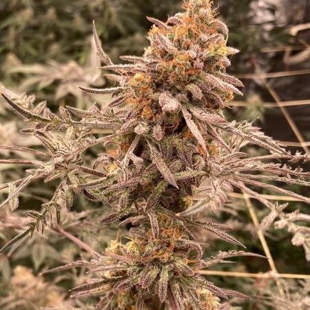Frosty’s Purple Freak (Khalifa)