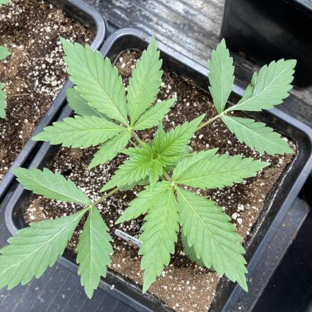 Gas Cream Runtz (LIT FARMS)