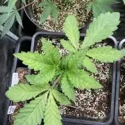 Chrome Dome (Compound Genetics)