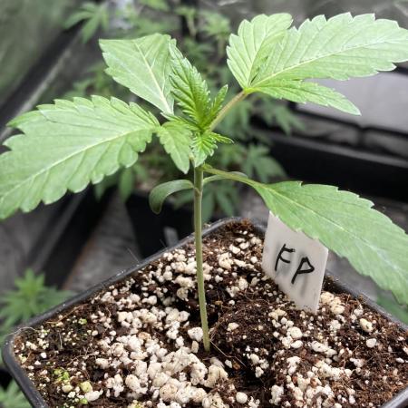 FrozayPie x MannaMountain (ttcultivator)