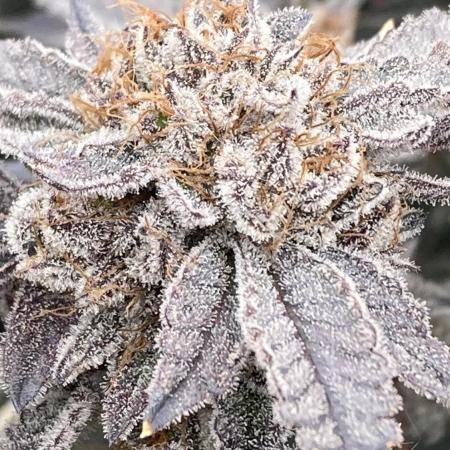 CN#2 Clones (Relentless Genetics)