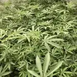 Motor OG #2 Clones (LIT Farms)