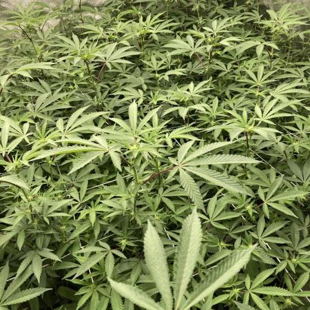 Motor OG #2 Clones (LIT Farms)