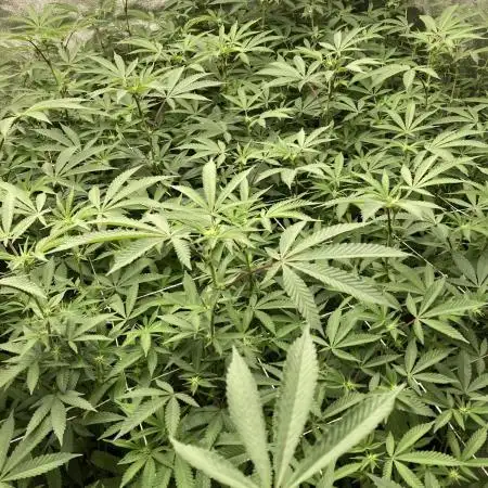 Motor OG #2 Clones (LIT Farms)