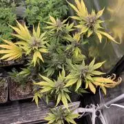 Getting Frosty with the Boys