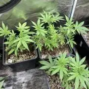 White Rhino (Green House Seeds)