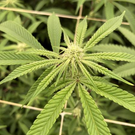 Pink Runtz x Hollywood Clones (Cookies)