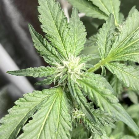 Chrome Dome Clone (Compound Genetics)