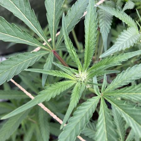 Atomic Jelly (In House Genetics)