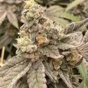 Zoy Sauce Clones (my Cut)