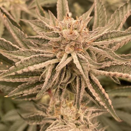 Sugoi Zushi (In House Genetics)