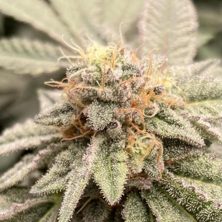MotorOG#2 Purple/Black Pheno (LIT Farms)