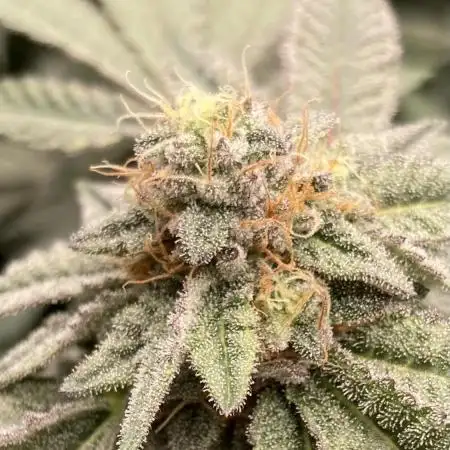 MotorOG#2 Purple/Black Pheno (LIT Farms)