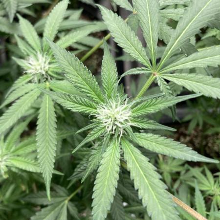 BlackCherry Punch (In House Genetics)