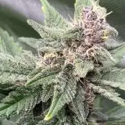 Getting Frosty with the Boys