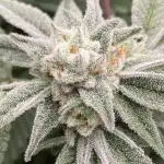 Pink Runtz x Hollywood (Cookies)