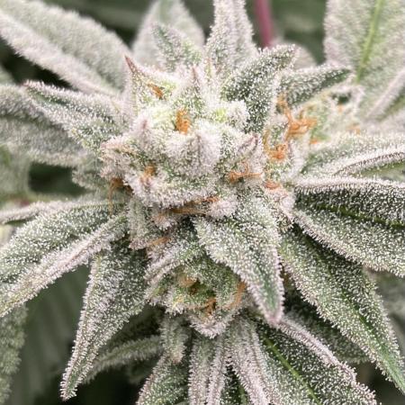 Pink Runtz x Hollywood (Cookies)