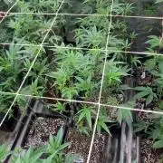 Rainbow Marker #6 (LIT Farms)