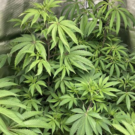 Rainbow Gelato (Wizard Trees)