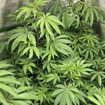 Rainbow Gelato (Wizard Trees)