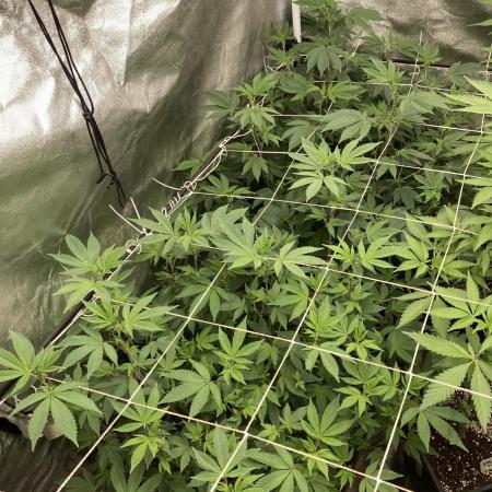 Rainbow Gelato Clones (Wizard Trees)