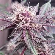 CN#6 Pora’s Purple Clones (Relentless)