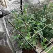 Final Chrome Dome Clone (Compound )