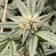 Rainbow Marker #6 (LIT Farms)