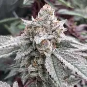 CN#2 (Relentless Genetics)