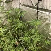 Rainbow Marker #2 (LIT Farms)