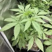 Gas Cream Runtz (LIT FARMS)