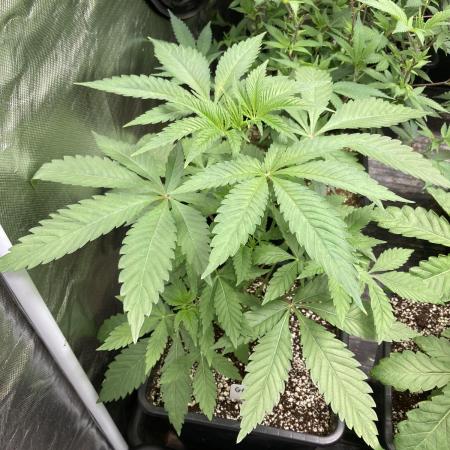 Gas Cream Runtz (LIT FARMS)