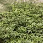 Motor OG #2 Clones (LIT Farms)
