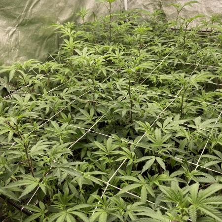 Motor OG #2 Clones (LIT Farms)